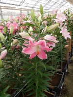 [5249 Queenfish No02.JPG]